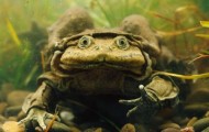 Animals, claiming to be the ugliest in the world