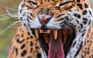 Contagious yawning animals