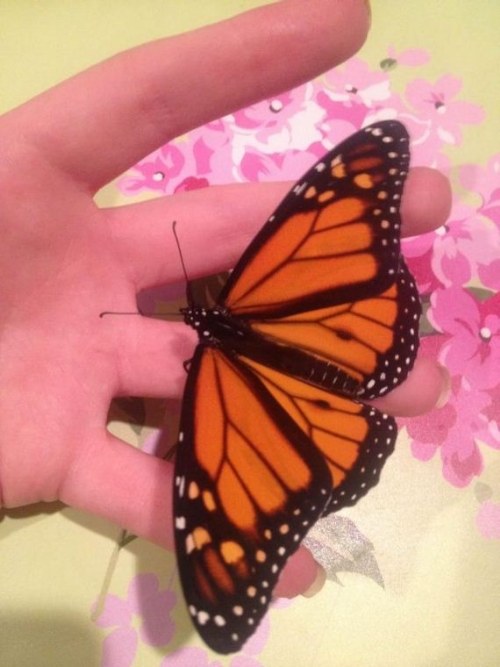 transformation butterfly