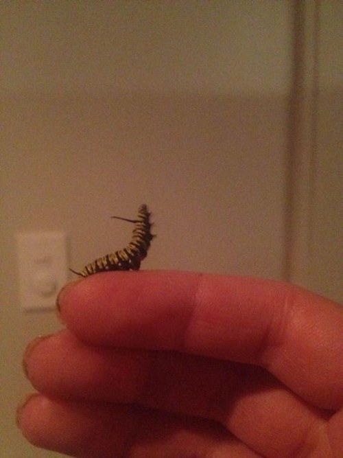 transformation butterfly