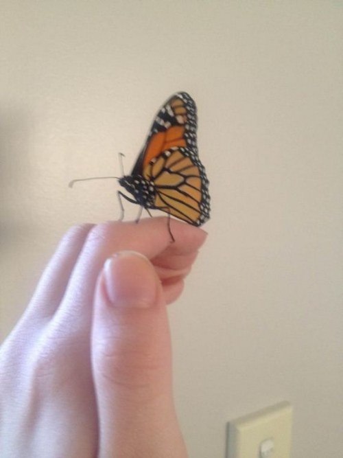 transformation butterfly