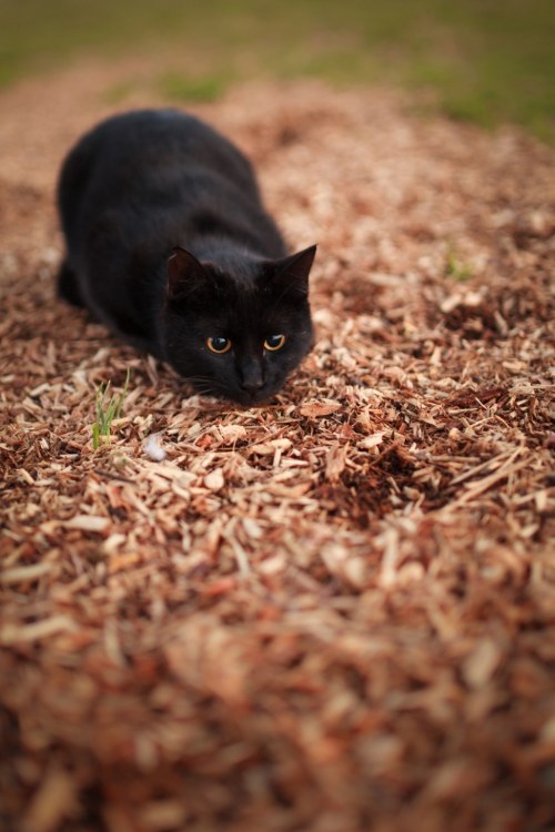 seiji mamiya cats