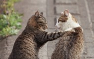 Delicate and cute spring cats from Mamiya Seiji