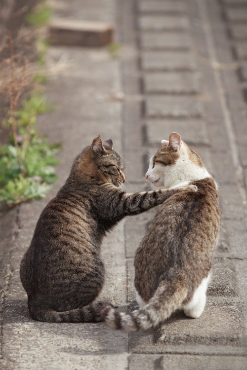 seiji mamiya cats