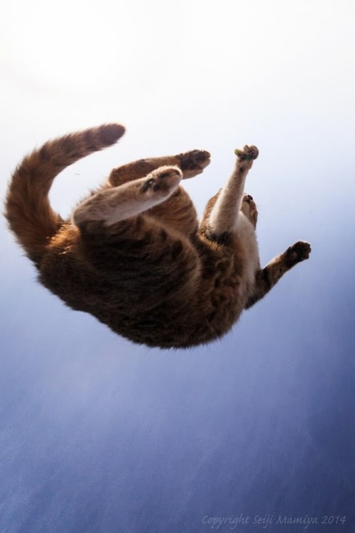 seiji mamiya cats