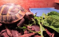Charlie return to life