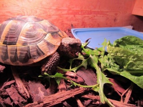 hibernation turtle