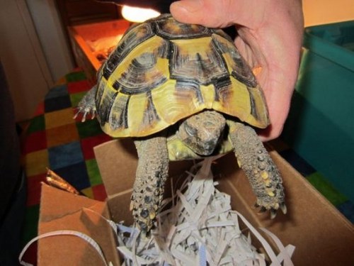 hibernation turtle