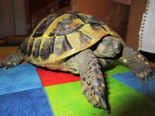 hibernation turtle