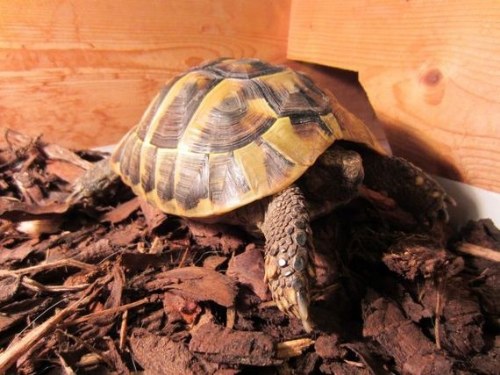 hibernation turtle