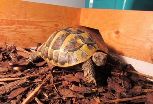 hibernation turtle