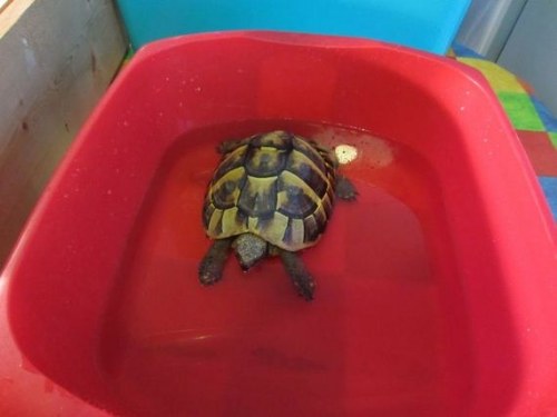 hibernation turtle