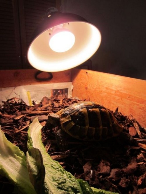 hibernation turtle