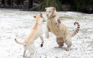 Labrador befriended tigers