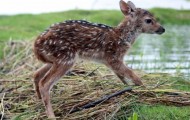 Brave boy risked his own life to save the fawn