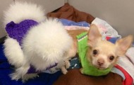 Friendship between Chihuahua and a fluffy chicken