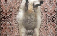 Strange furniture ​​from stuffed livestock