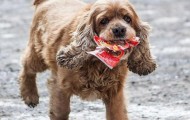 Unique dog Bobby can recognize money and knows how to spend it