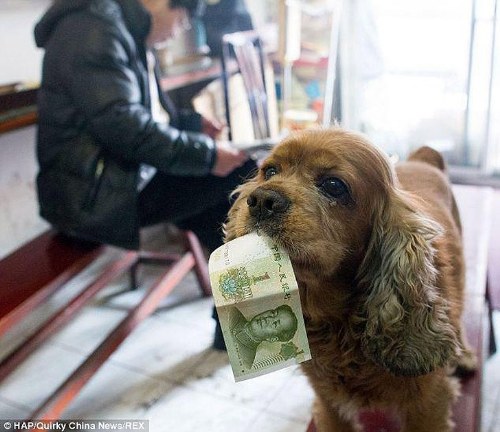dog uses money