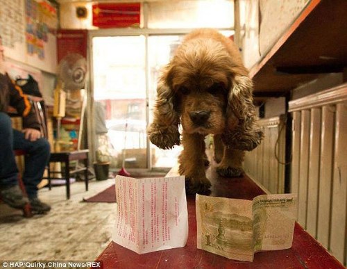 dog uses money