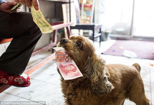 dog uses money