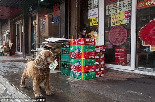 dog uses money