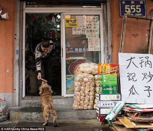 dog uses money