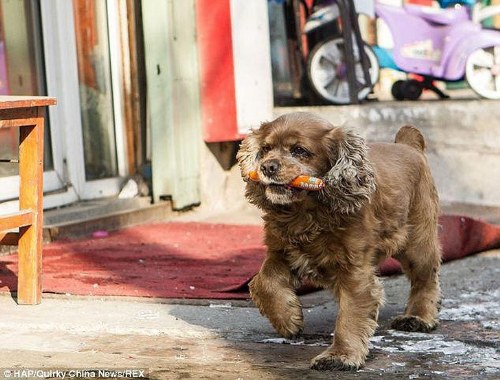 dog uses money