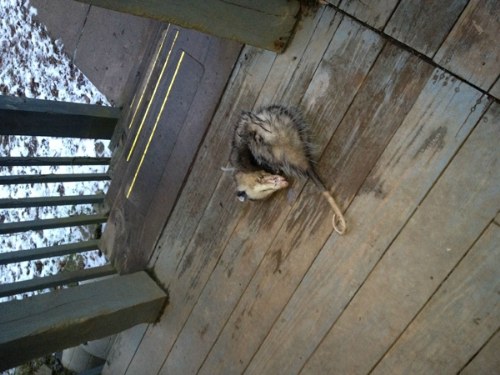 opossum injured