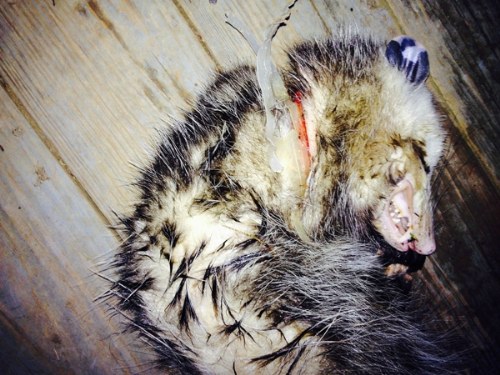opossum injured