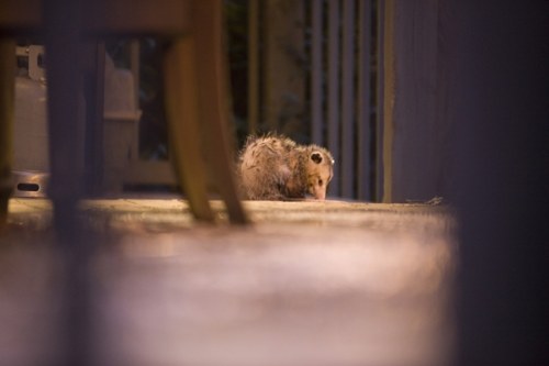 opossum injured