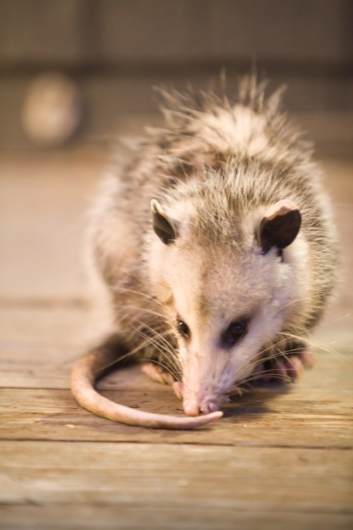 opossum injured