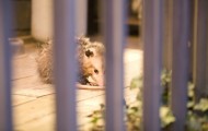 Rescue cute possum from polyethylene death