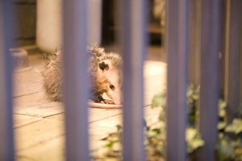 opossum injured