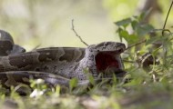 A unique opportunity to pythons, enabling them to swallow large prey