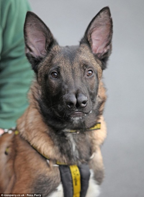 dog with two noses