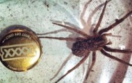 Set of spiders from Australia