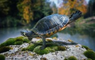 Wildlife Photography