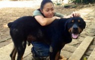 Transfiguration Rottweiler Tiny, on the verge of death