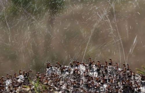 ants against birds