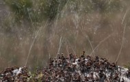 Awesome way to protect ants from birds