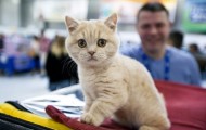 International Cat Show 2014 in Ketsburg