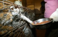 500 cats were rescued for Owners of chinese restaurant