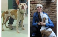 Amazing transformation of stray dogs after their host