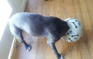 What do dogs, while the owner is not home
