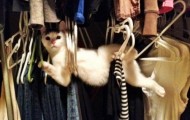 Pets losing battle against furniture