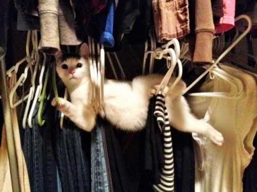 pets stuck furnitures