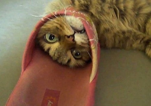 pets stuck furnitures