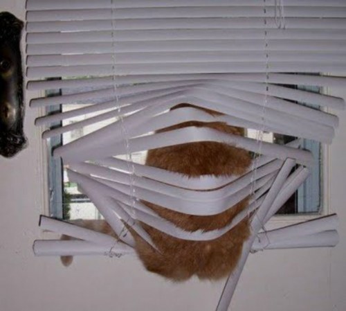 pets stuck furnitures