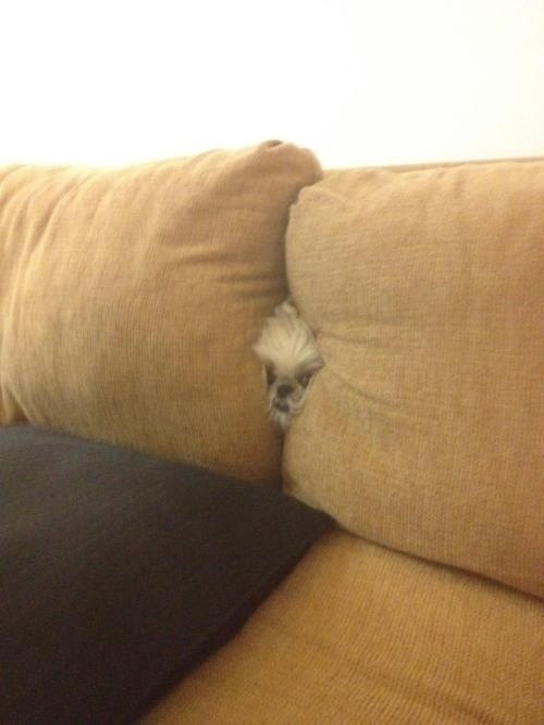 pets stuck furnitures